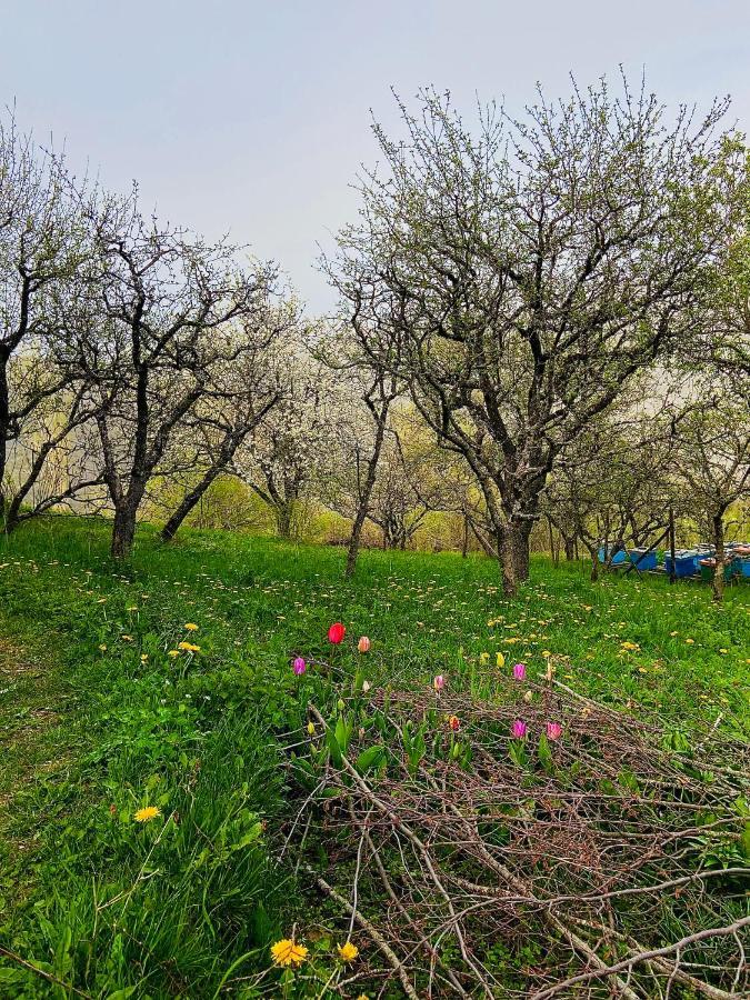 Cottage Modrich Struga Exterior foto